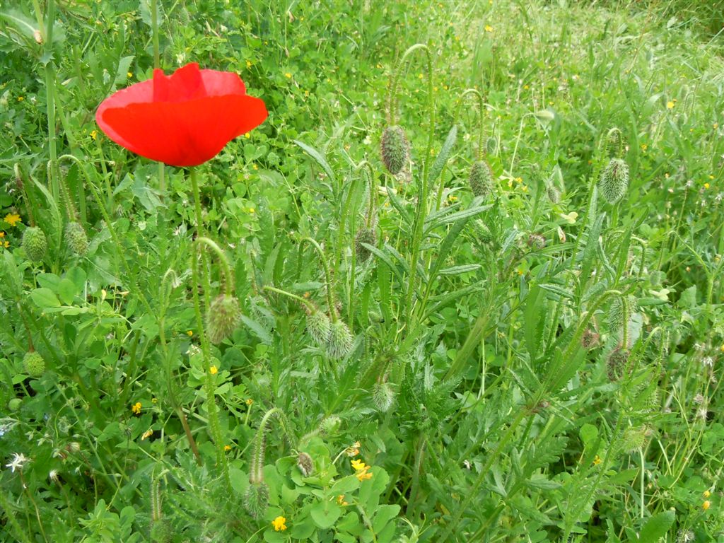 Papaver rhoeas / Papavero comune